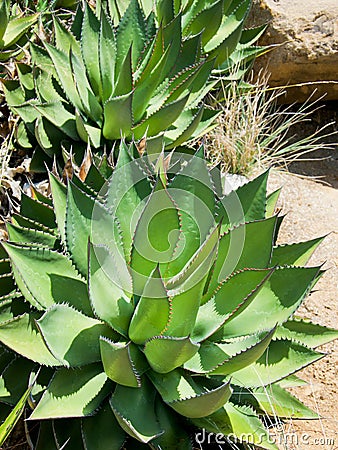 Spiky Agave plant, Falmouth, Cornwall, UK Stock Photo