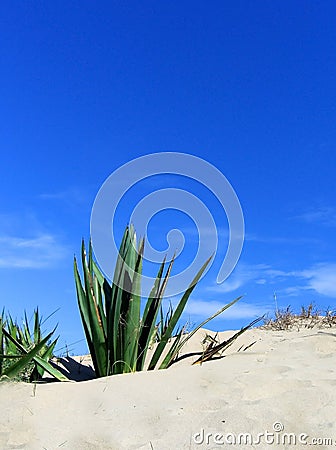 Spiky Agave Plant on sand dune against blue sky Stock Photo