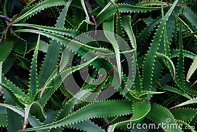 Spiky Agave Plant as Natural Texture Background Stock Photo