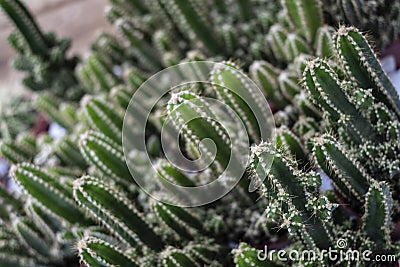 Spiky cactus Stock Photo