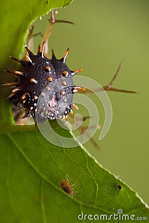 Spiky catterpillar Stock Photo