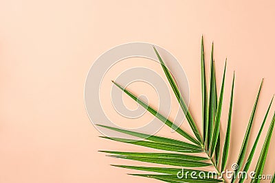 Spiky Feathery Green Palm Leaf on Pink Peachy Wall Background. Room Plant Interior Decoration Organic Cosmetics Spa Wellness Stock Photo