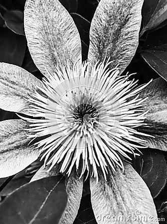 Spiky flower in black and white Stock Photo