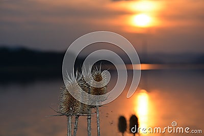 Spiky flowers against a blurry sunset backdrop Stock Photo