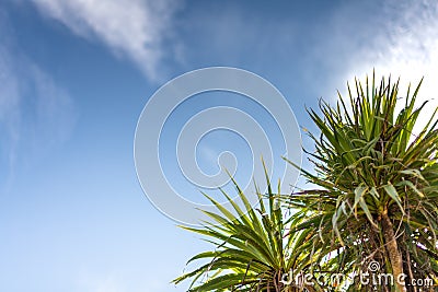 Spiky fronds of New Zealand`s cabbage trees on a sunny summer day reaching towards blue skies streaked with Stock Photo