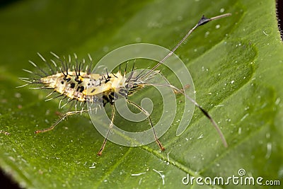 Spiky leaf footed bug nymph (later stage: side vie Stock Photo