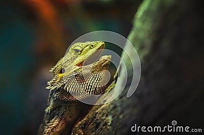 Spiky lizards Stock Photo