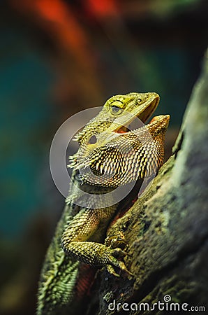 Spiky lizards Stock Photo