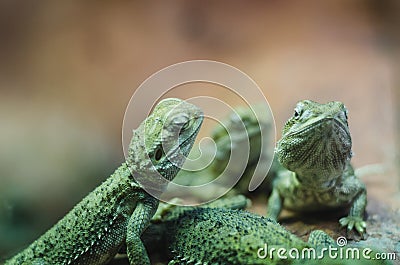 Spiky lizards Stock Photo