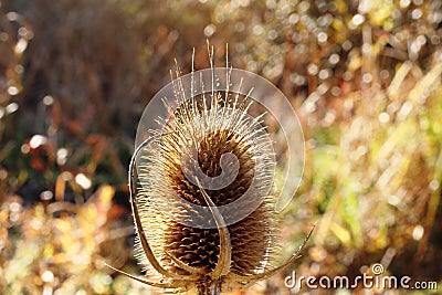Spiky plant in a meadow Stock Photo