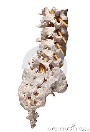 Esercizi a scapolare sheyno osteochondrosis