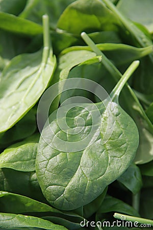 Spinach Stock Photo