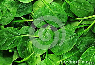 Spinach Stock Photo