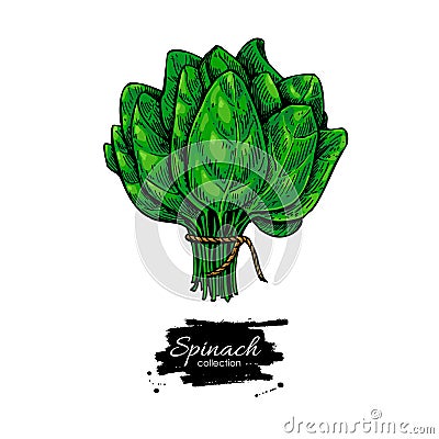 Spinach bunch hand drawn vector. Vegetable illustration. Vector Illustration