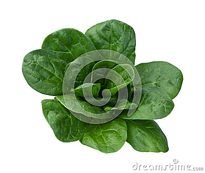 Spinach Isolated Stock Photo