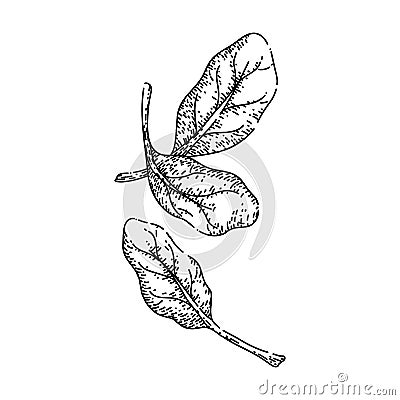 spinach leaf green sketch hand drawn vector Cartoon Illustration