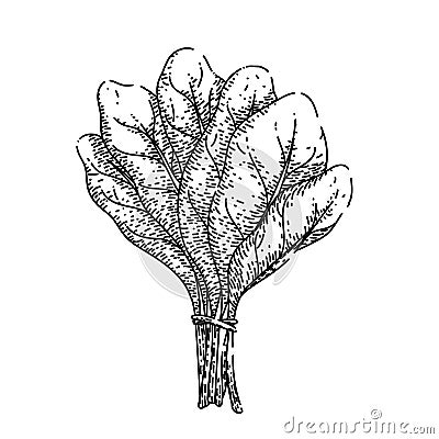 spinach leaf green sketch hand drawn vector Cartoon Illustration