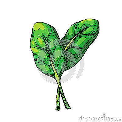 spinach leaf green sketch hand drawn vector Vector Illustration