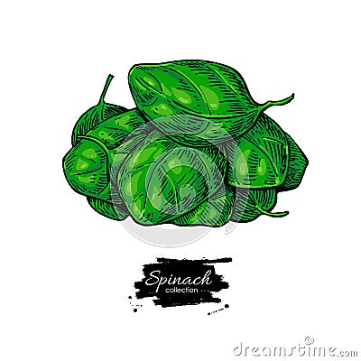 Spinach leaves heap hand drawn vector. Vegetable illustration. Vector Illustration