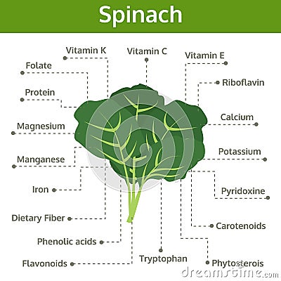 Spinach nutrient of facts and health benefits, info graphic Vector Illustration
