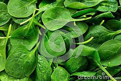 Spinach Stock Photo