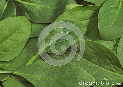 Spinach Shoot Salad, spinacia oleracea Stock Photo