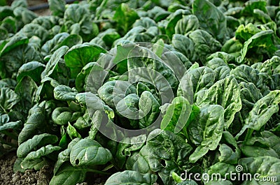 Spinach Stock Photo