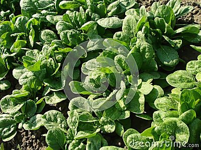 Spinach vegetable bed Stock Photo