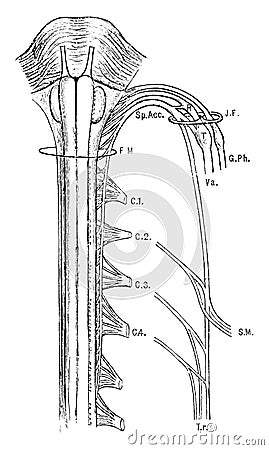 Spinal Accessory Nerve, vintage illustration Vector Illustration