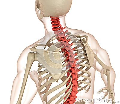 Spinal anatomy. Medically accurate illustration Cartoon Illustration