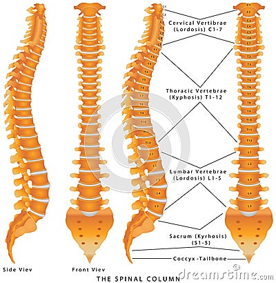 The Spinal Column Stock Photo