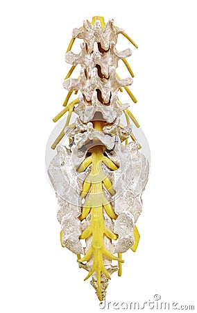 Spinal Column Stock Photo