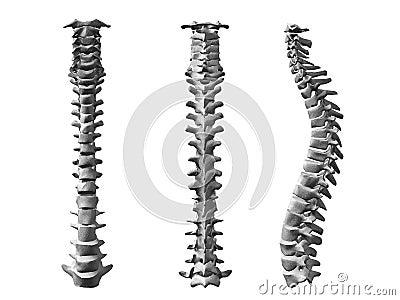 Spinal cord Stock Photo