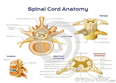 Spinal Cord Anatomy Infographics Vector Illustration | CartoonDealer
