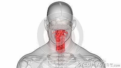 Osteoporosis of the Vertebrae Stock Video - Video of graphics, alpha: 194506969 Osteoporosis of the Vertebrae Stock Video - Video of graphics, alpha: 194506969