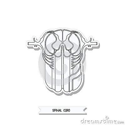 Spinal cord cross section Cartoon Illustration