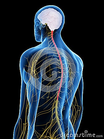 The spinal cord Cartoon Illustration