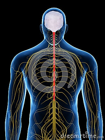 The spinal cord Cartoon Illustration