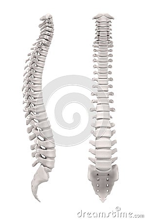 Spinal cord Stock Photo