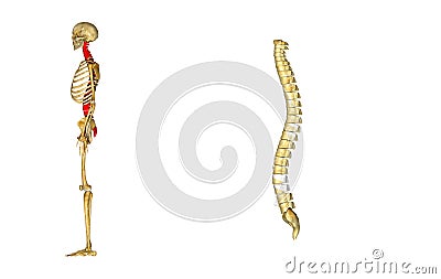 Spinal cord Stock Photo