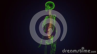 3d render of human body spinal bone anatomy Stock Photo