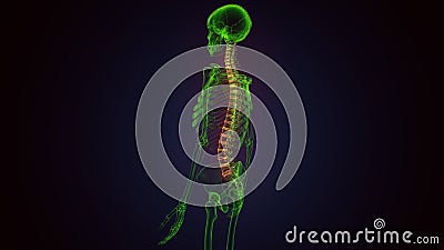 3d render of human body spinal bone anatomy Stock Photo