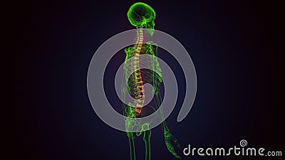 3d render of human body spinal bone anatomy Stock Photo