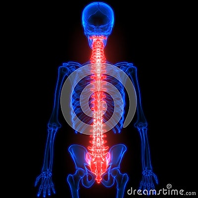 Spinal cord a Part of Human Skeleton Anatomy Posterior view Stock Photo