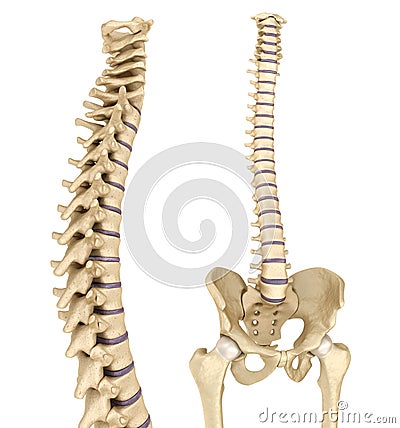 Spinal cord and pelvis . Medically accurate reference Cartoon Illustration