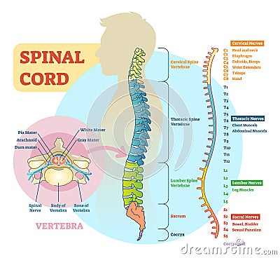 Spinal cord schematic diagram Vector Illustration