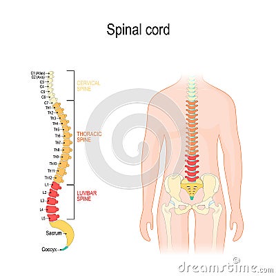 Spinal cord. sections of vertebral column: cervical, thoracic, and lumber spine, sacrum and coccyx Vector Illustration