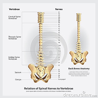 Spinal Nerves and Vertebrae Segments and Roots Vector Illustration