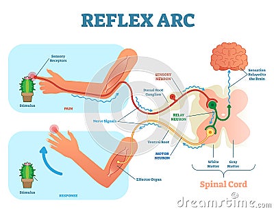 Spinal Reflex Arc anatomical scheme, vector illustration, with stimulus, sensory neuron, motor neuron and muscle tissue. Vector Illustration