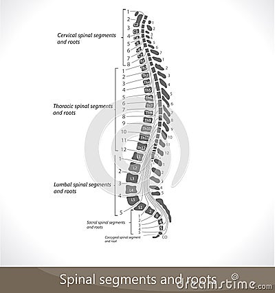 Spinal segments and roots Vector Illustration